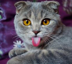 猫咪舌头.jpg